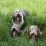 Bearded Collie