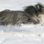 Bearded Collie