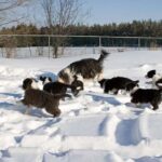 Bearded Collie