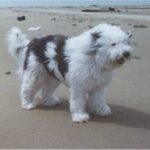 Bearded Collie
