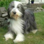 Bearded Collie