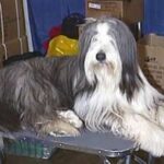 Bearded Collie