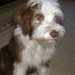 Bearded Collie