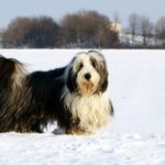 Bearded Collie