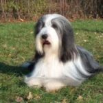 Bearded Collie