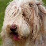 Bearded Collie