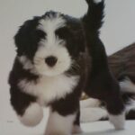 Bearded Collie