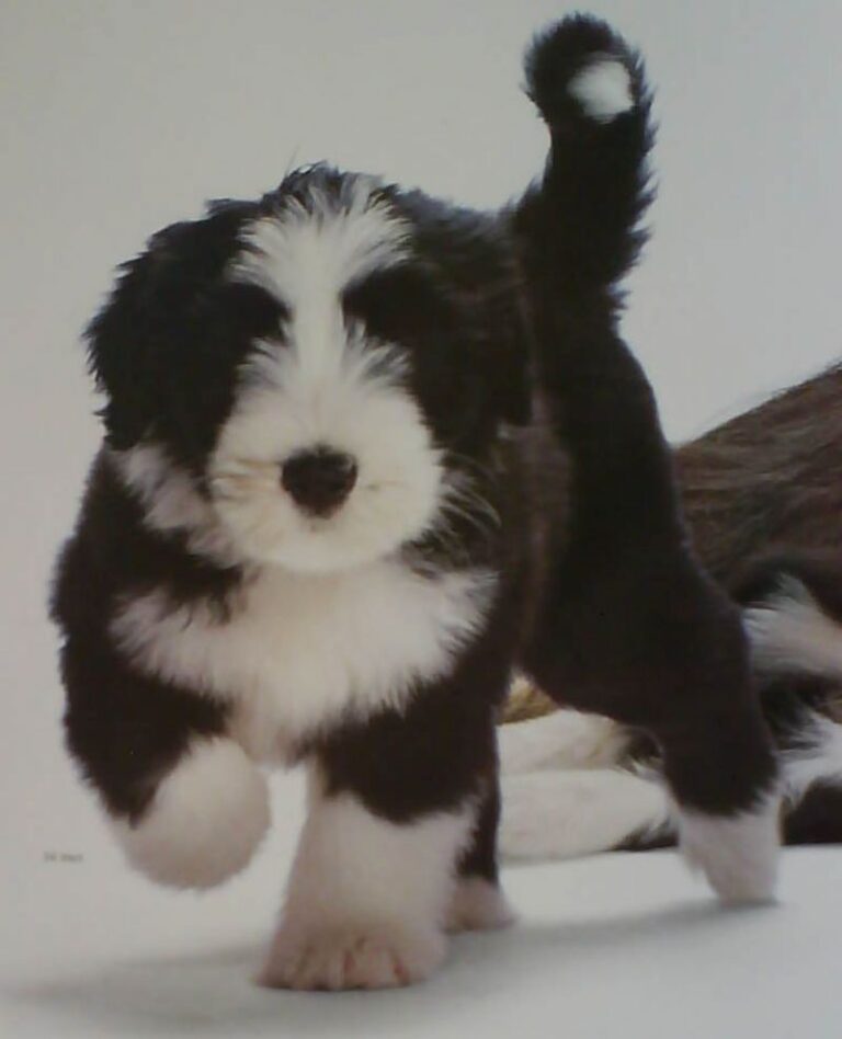 Bearded Collie