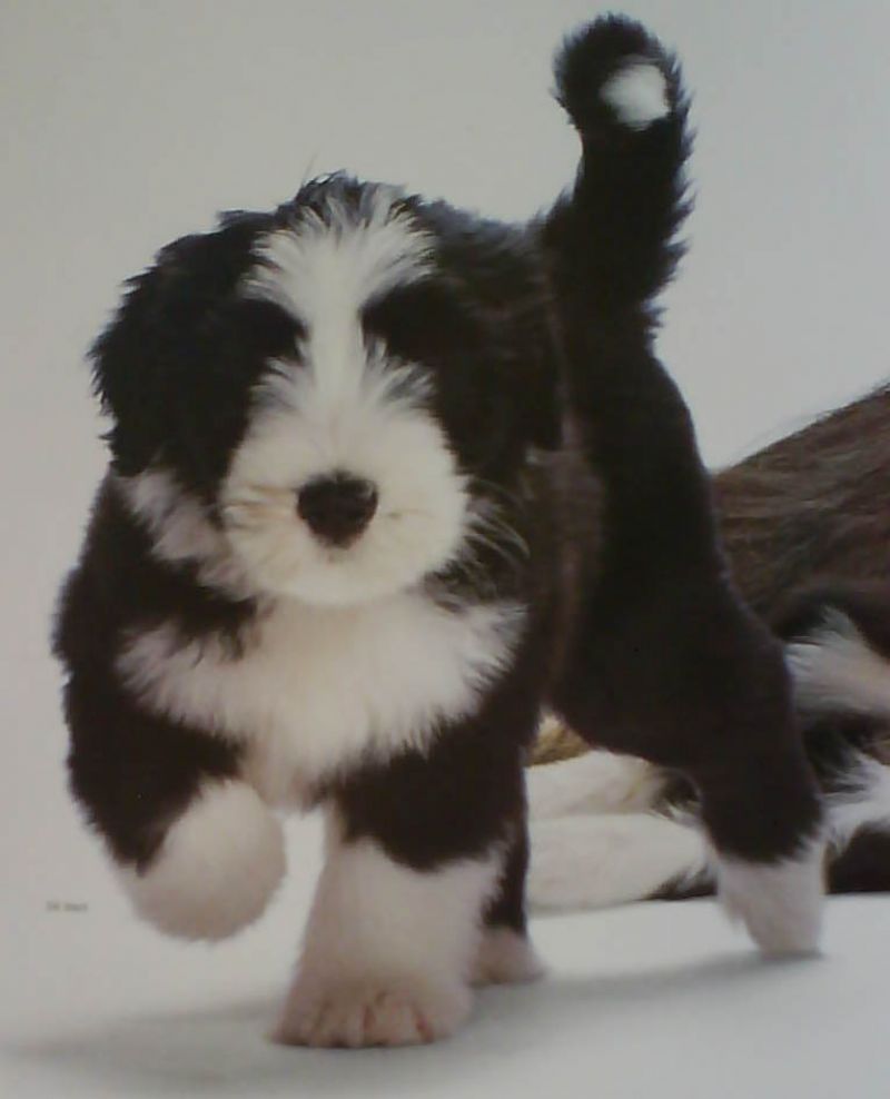 Bearded Collie