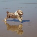 Bearded Collie