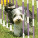Bearded Collie