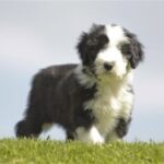 Enny fra Artic Wool