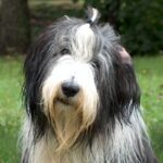 Bearded Collie