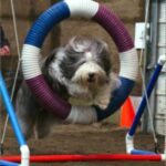 Bearded Collie
