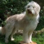 Bearded Collie