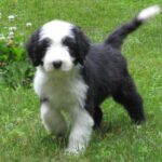 Bearded Collie