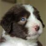 Bearded Collie