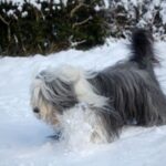 Bearded Collie