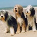 Bearded Collie