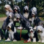 Bearded Collie