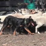 Beauceron