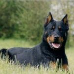 Beauceron