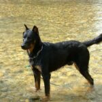 Beauceron