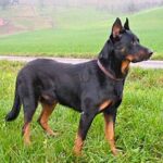 Beauceron