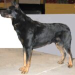 Beauceron