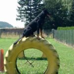 Beauceron