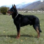Beauceron