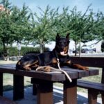 Beauceron