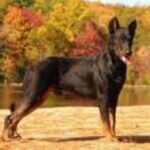 Beauceron
