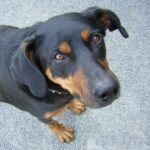 Beauceron