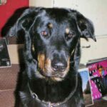 Beauceron