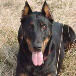 Beauceron