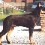 Beauceron