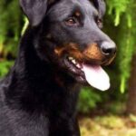 Beauceron