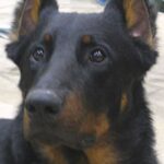 Beauceron