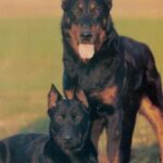 Beauceron