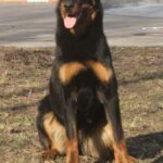 Beauceron