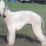 Bedlington Terrier