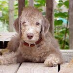 Bedlington Terrier
