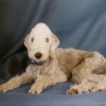 Bedlington Terrier