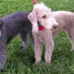 Bedlington Terrier