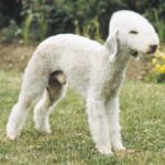 Bedlington Terrier