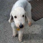 Bedlington Terrier
