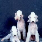 Bedlington Terrier