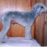 Bedlington Terrier