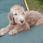 Bedlington Terrier
